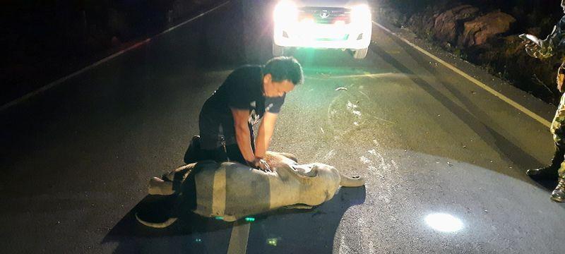 Thai baby elephant hit by motorcycle survives after receiving CPR